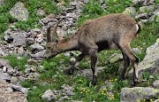 84 Stambecco al pascolo pomeridiano
